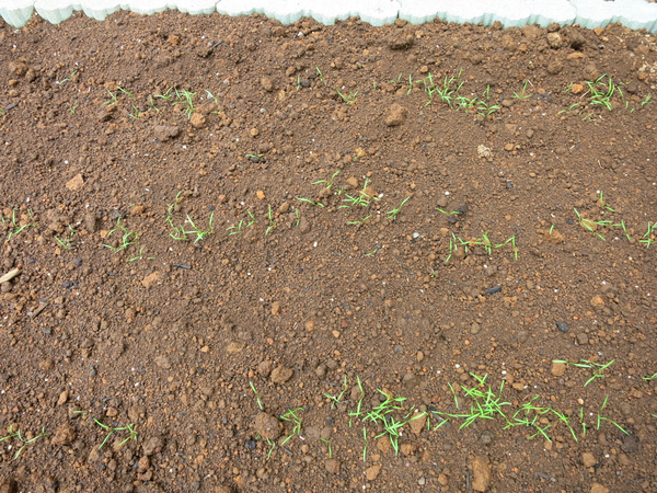発芽したニンジン 発芽したニンジン