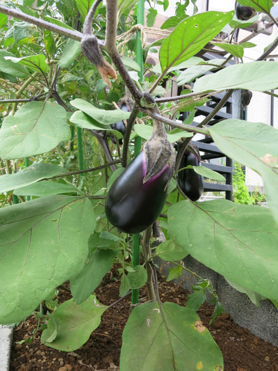 成長中のナス 成長中のナス