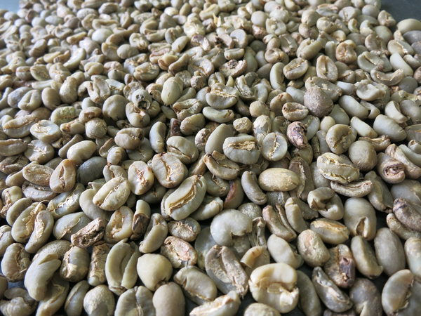 マンデリンG1欠点豆 マンデリンG1欠点豆