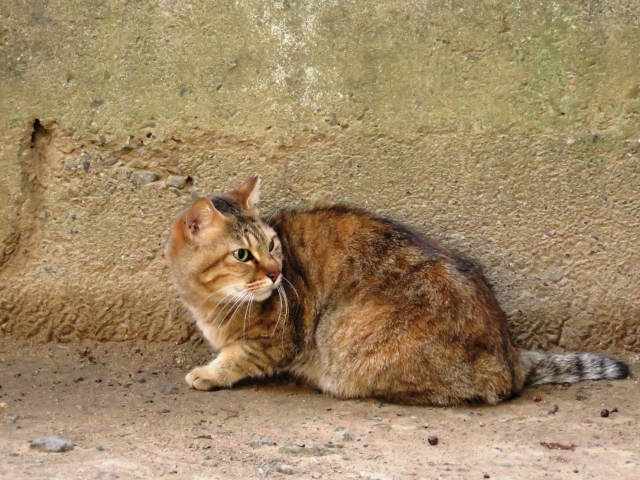 コーヒーかす　ノラ猫・虫除け効果